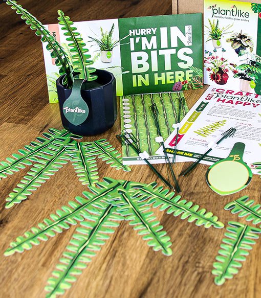 Plantlike kit components on a table