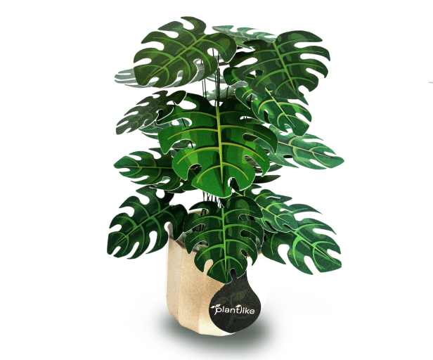 Cheese Plant