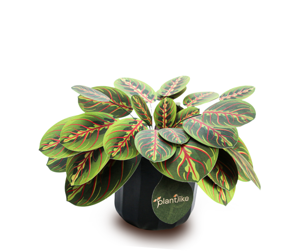 Prayer Plant