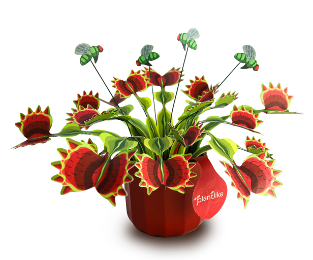 Venus Fly Trap