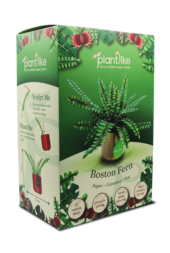 Boston Fern sample pack