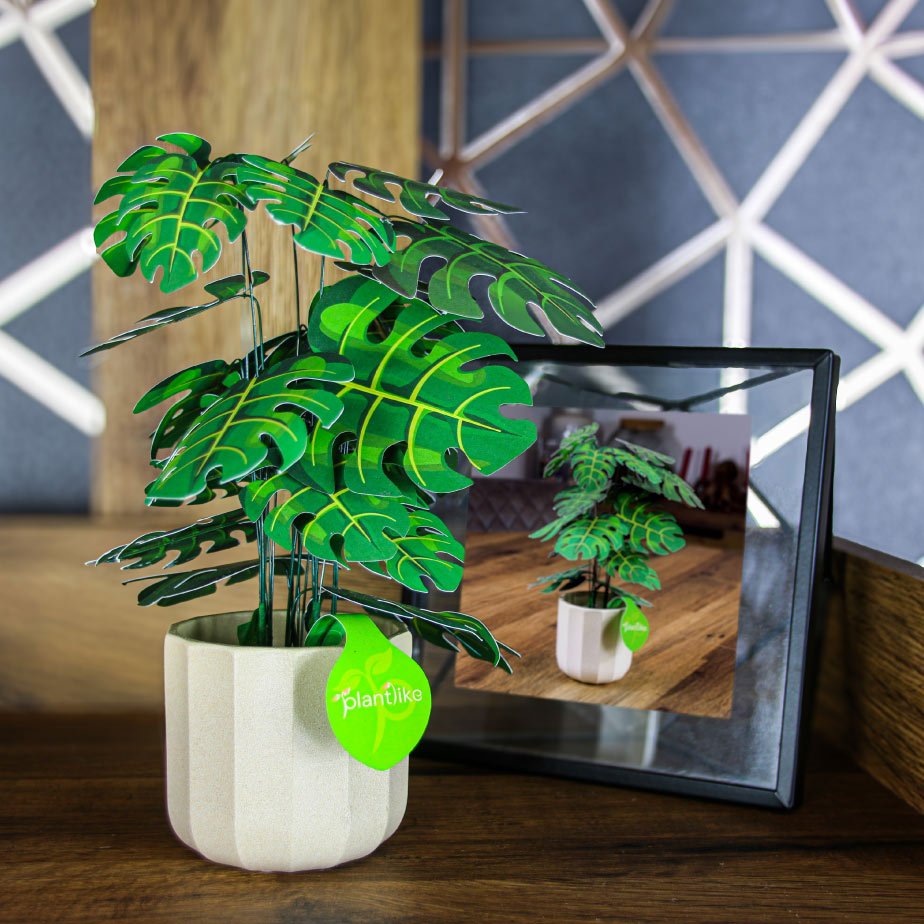 Cheese Plant in a styled home setting