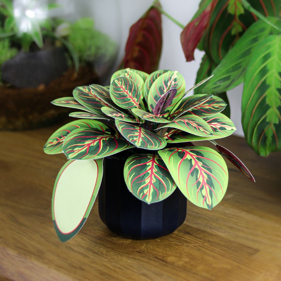 Prayer Plant in a styled home setting