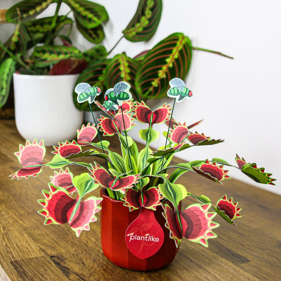 Venus Fly Trap in a styled home setting