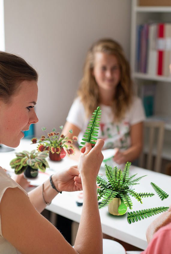 Boston Fern